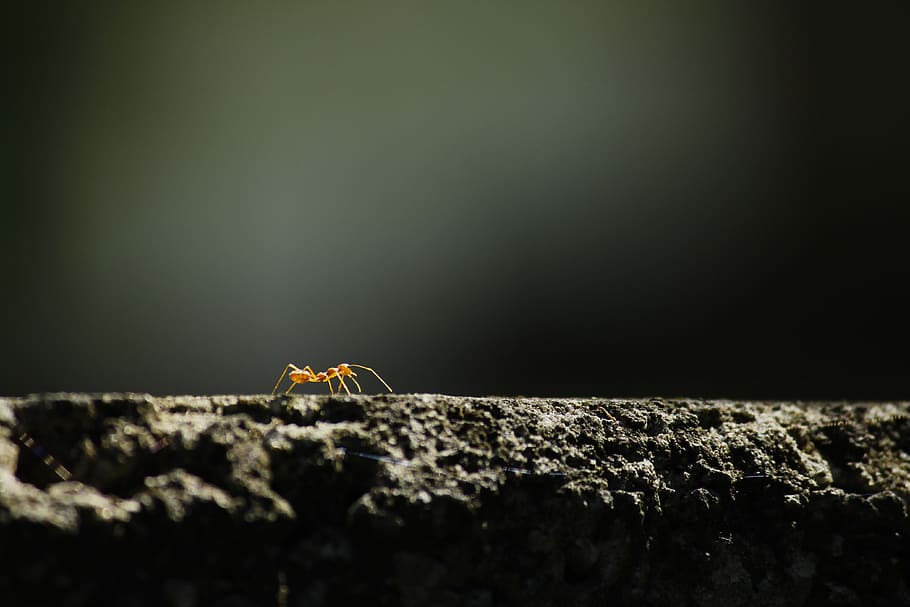 brown ant on concrete surface, animal, invertebrate, insect, photography HD wallpaper