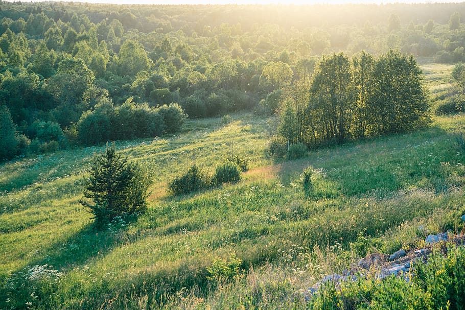 field, grass, wood, trees, sun, sunset, road, summer, plant HD wallpaper
