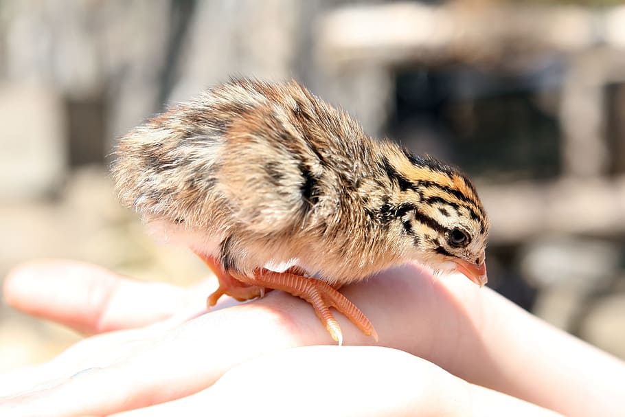 adorable, cute, bird, chick, chicken, hen, human hand, human body part HD wallpaper