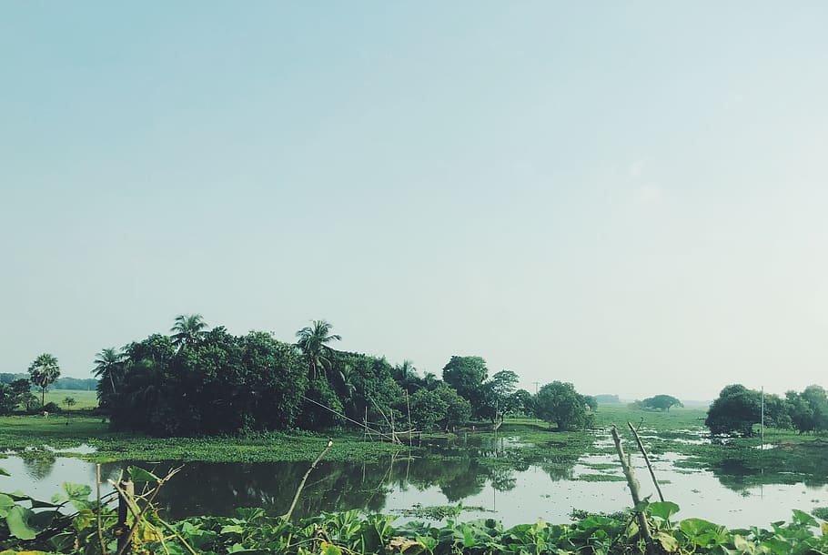 bangladesh, swamp, rural, jungle, water, tree, plant, sky, tranquility, HD wallpaper