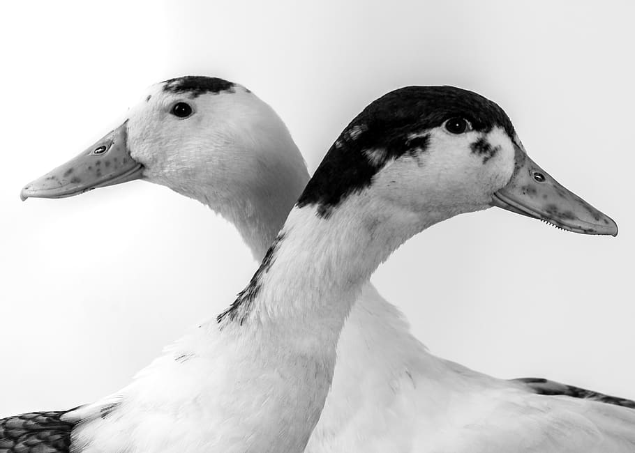 ducks, pets, animal, bird, beak, feather, white, wildlife, head HD wallpaper
