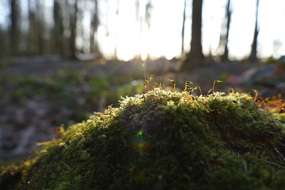 moss, forest, nature, evening, backlighting, mood, macro, sunlight HD wallpaper