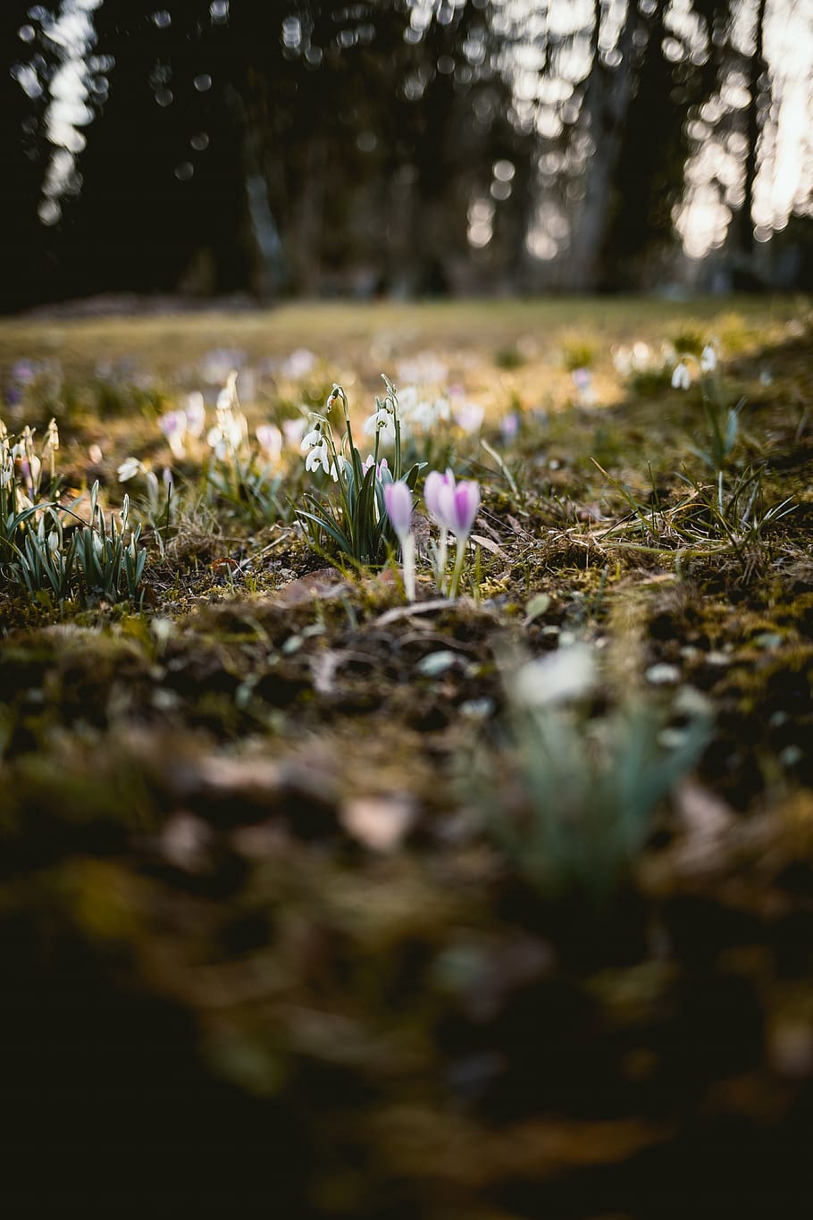 purple-petaled flower, plant, selective focus, beauty in nature HD wallpaper