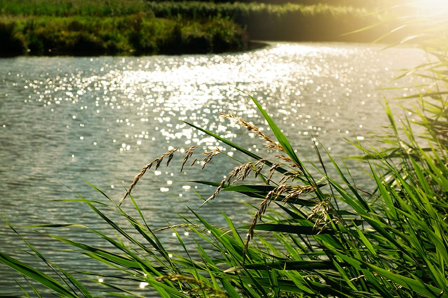 Body of Water at Daytime, bright, daylight, environment, grass HD wallpaper
