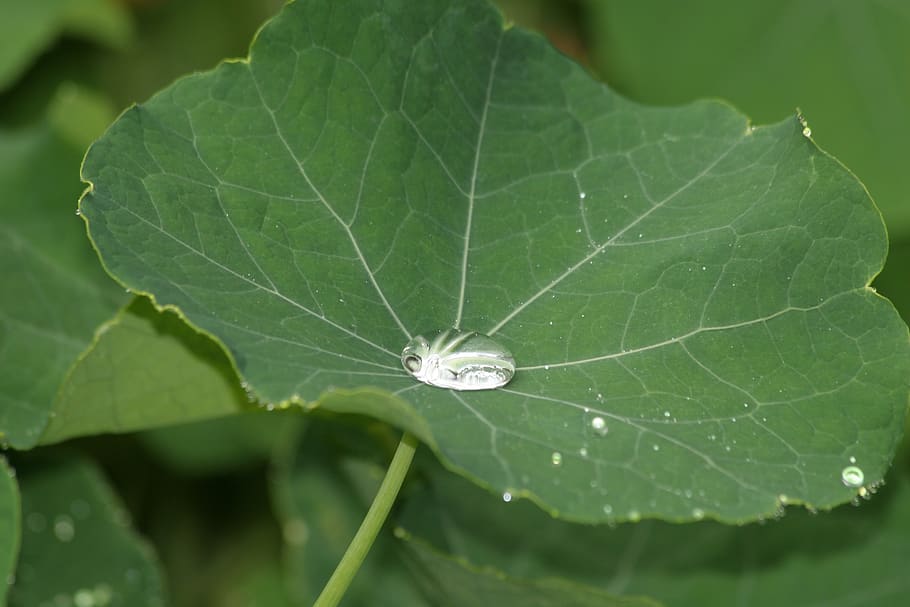 nasturtium, nature, close-up, green color, invertebrate, leaf HD wallpaper