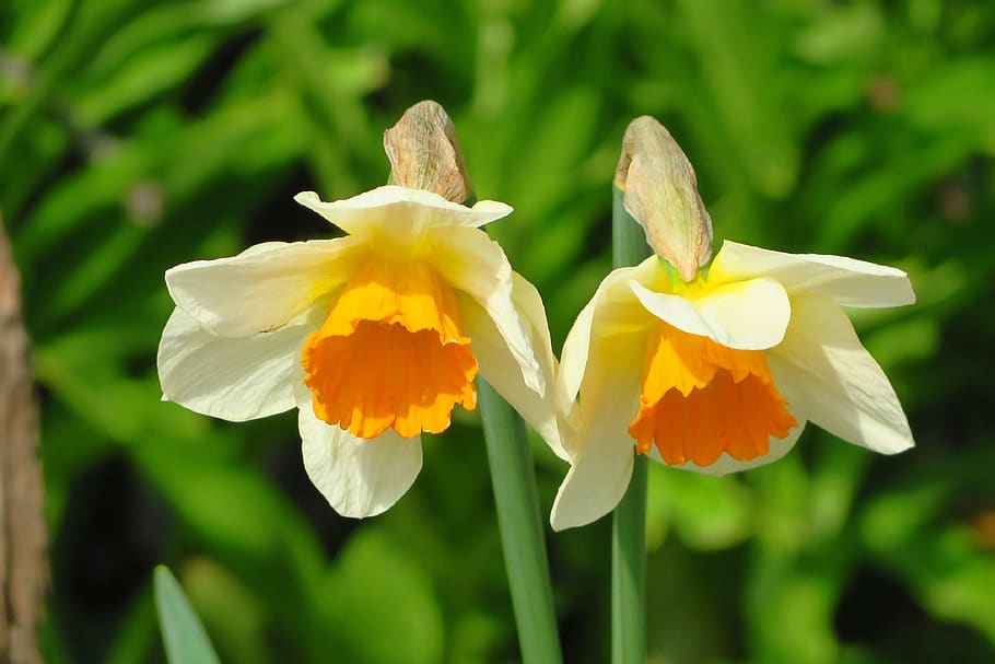 daffodils, flowers, spring, garden, nature, beauty, macro, colorful HD wallpaper