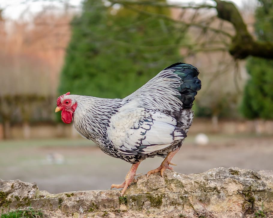 hen, pen, red, crete, poultry, nature, plumage, chickens, livestock HD wallpaper