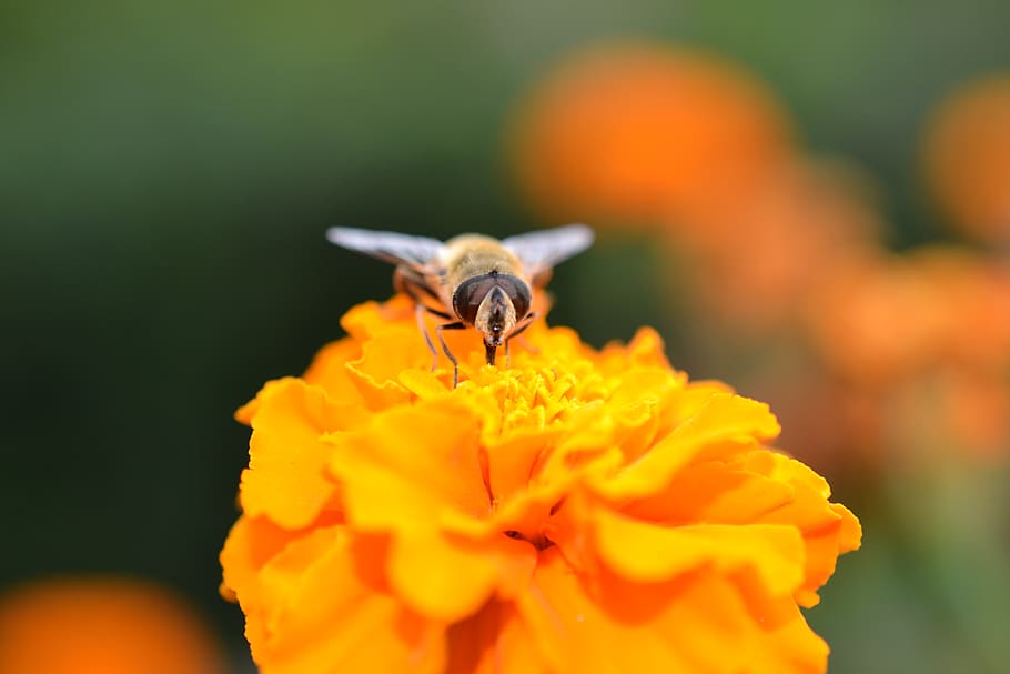 bee perching on yellow flower, animal, honey bee, invertebrate HD wallpaper