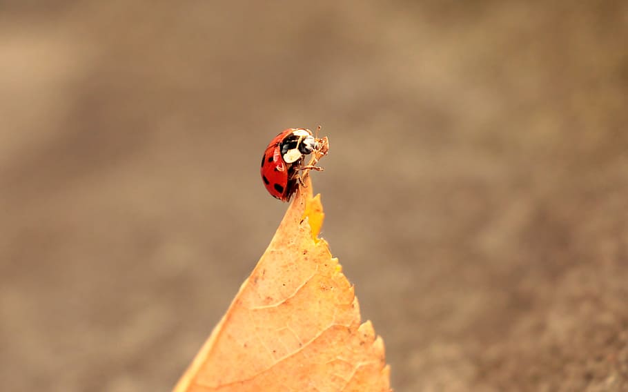 leaf, leave, ladybug, fallen, autumn, animal, wild, nature HD wallpaper