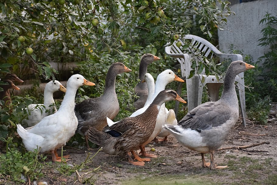 ducks, poultry, animals, bird, drake, goose, group of animals HD wallpaper