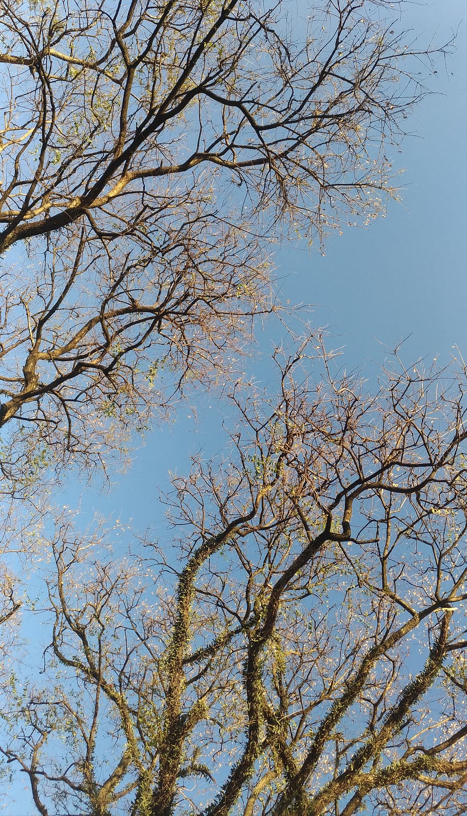 tree, plant, tree trunk, brazil, são paulo, nature, blue, green HD wallpaper