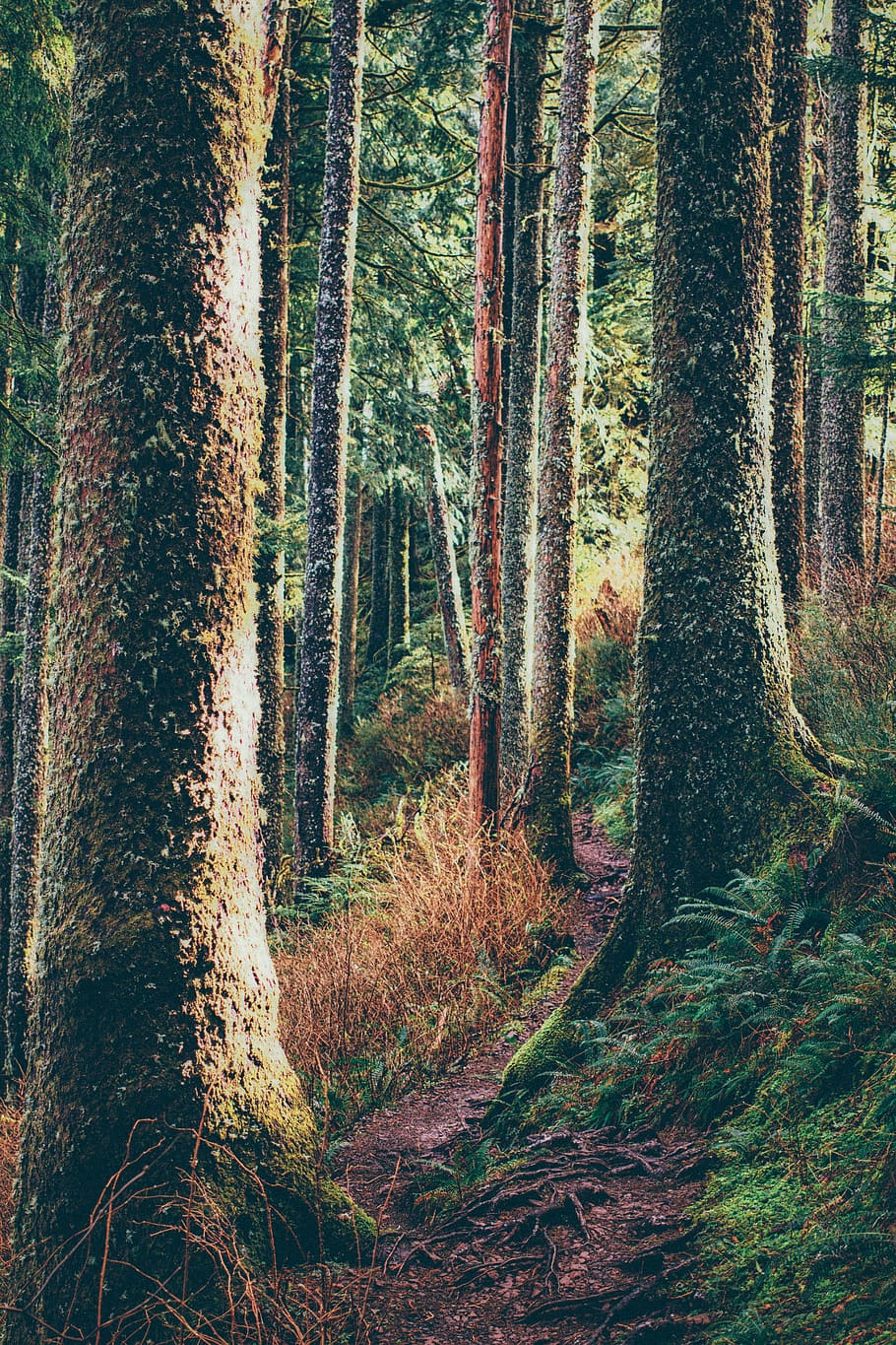 forest trees, nature, land, vegetation, flora, plant, outdoors, HD wallpaper