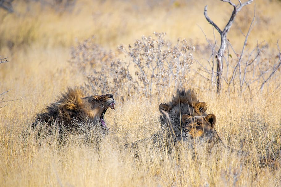 lion, males, young, mane, big cat, predator, lion's mane, wildcat, HD wallpaper