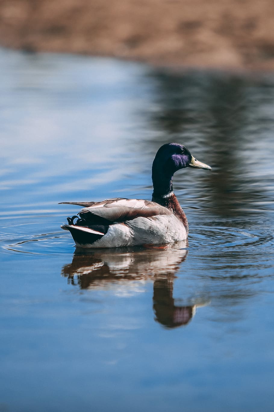 gray and black duck, water, animal wildlife, animal themes, animals in the wild HD wallpaper