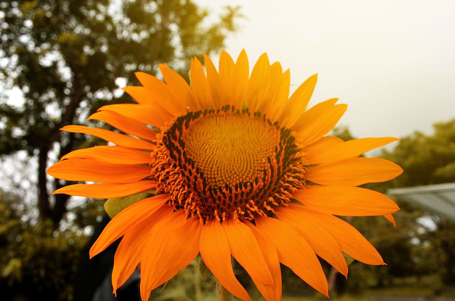Yellow Sunflower, beautiful, bloom, blooming, blossom, bright HD wallpaper