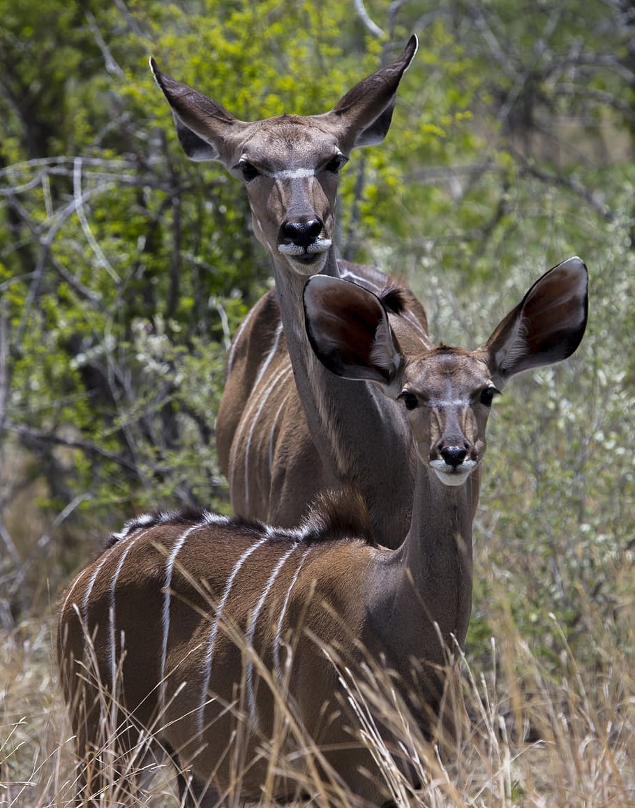 two brown deers on forest, bongo, wildlife, mammal, animal, namibia HD wallpaper