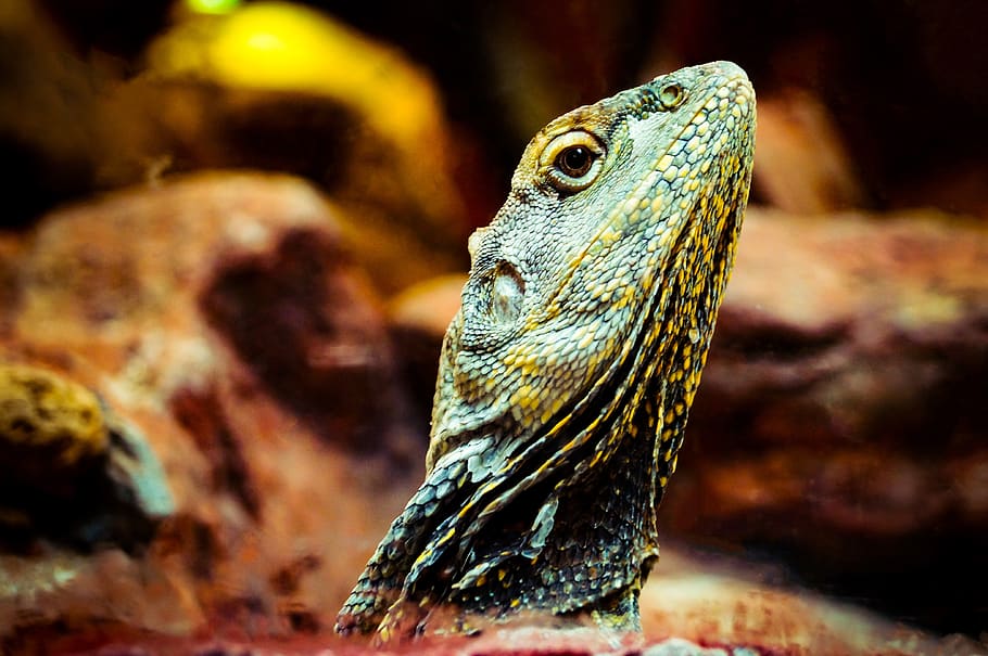 lizard, animal, gad, the lizard, nature, terrariums, kennel HD wallpaper
