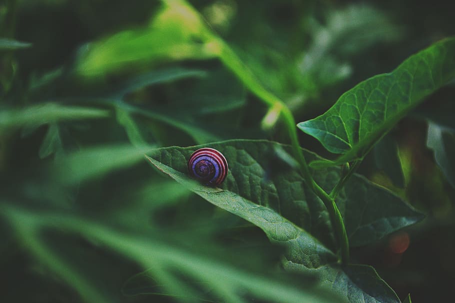 Blue and Brown Snail on Green Leaf Plant, animal, backgrounds, HD wallpaper