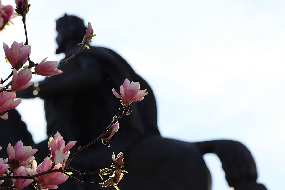 monument, king tomislav, statue, historically, sculpture, pink magnolia flowers HD wallpaper