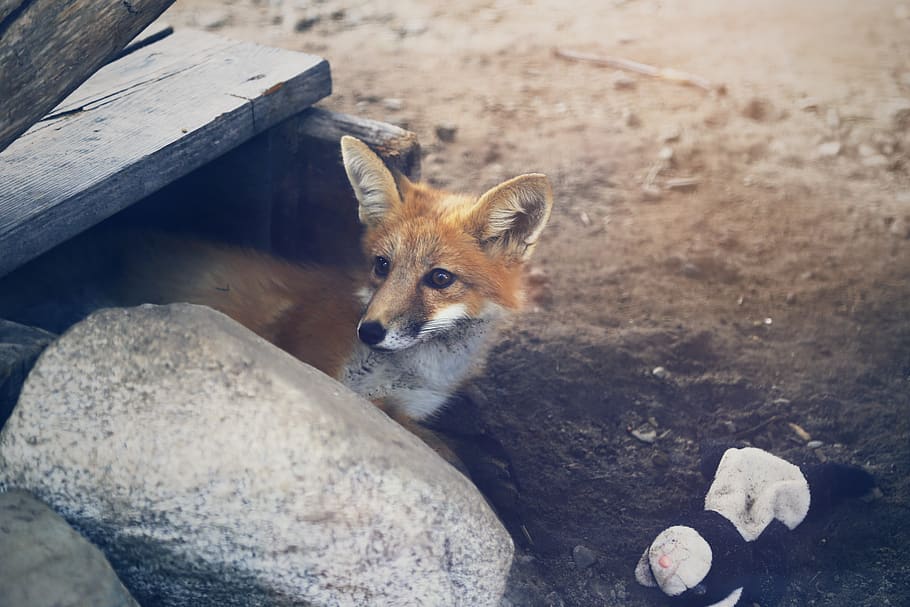 canada, val-d'or, fox, animal themes, mammal, one animal, no people HD wallpaper