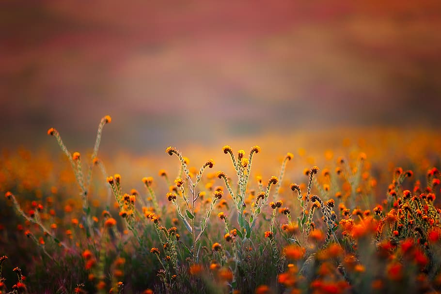orange flower during daytime, plant, beauty in nature, sky, sunset HD wallpaper