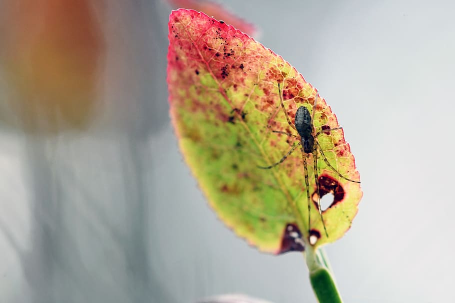 macro, autumn, spider, insect, colorful, close up, nature, leaf HD wallpaper