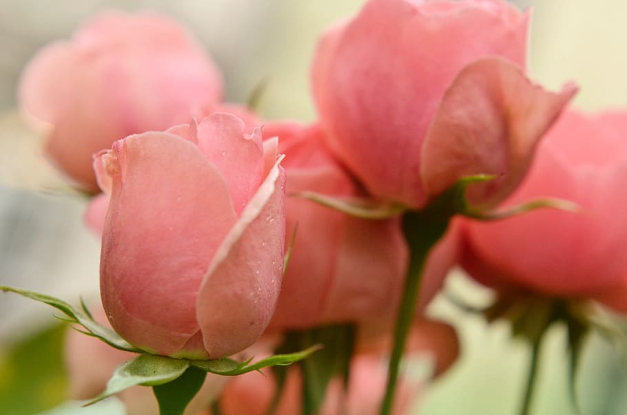 rose, nature, flowers, macro, outdoor, gardening, pink, plant HD wallpaper