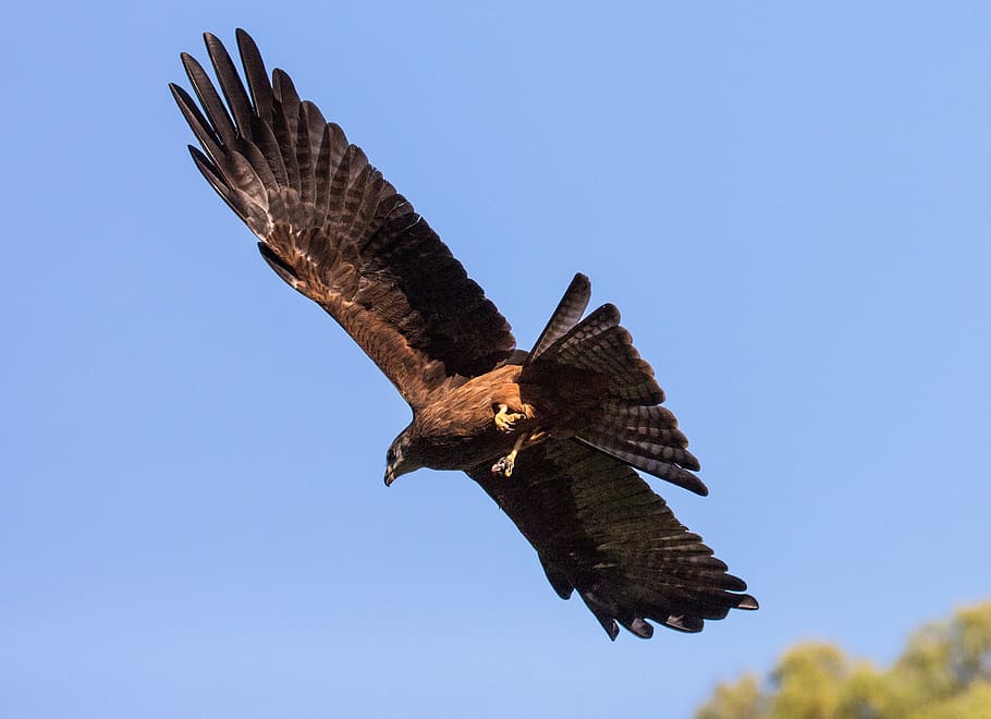 eagle, flight, wings, bird, flying, predator, wildlife, soaring HD wallpaper