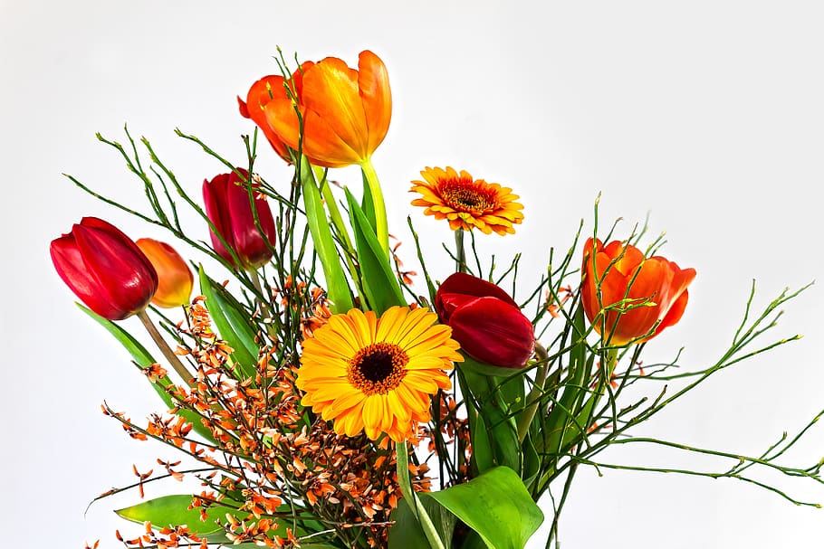 tulip, gerbera, composites, broom, genista, blossom, bloom HD wallpaper