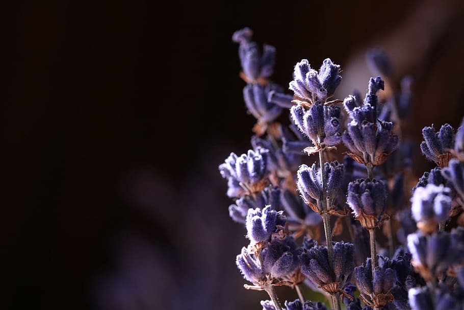 lavender, herb, dried, aromatic, fragrant, purple, plant, healing, HD wallpaper