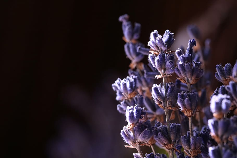 lavender, herb, dried, aromatic, fragrant, purple, plant, healing HD wallpaper