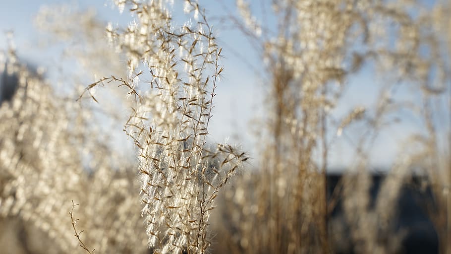 summer, spring, grasses, blue, wind, nature, flowers, garden HD wallpaper