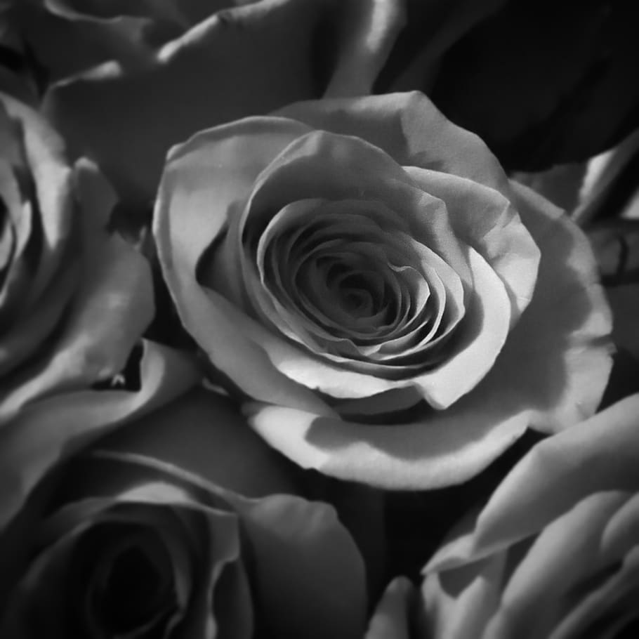 united states, cherry hill, romance, bw, roses, valentines day, HD wallpaper