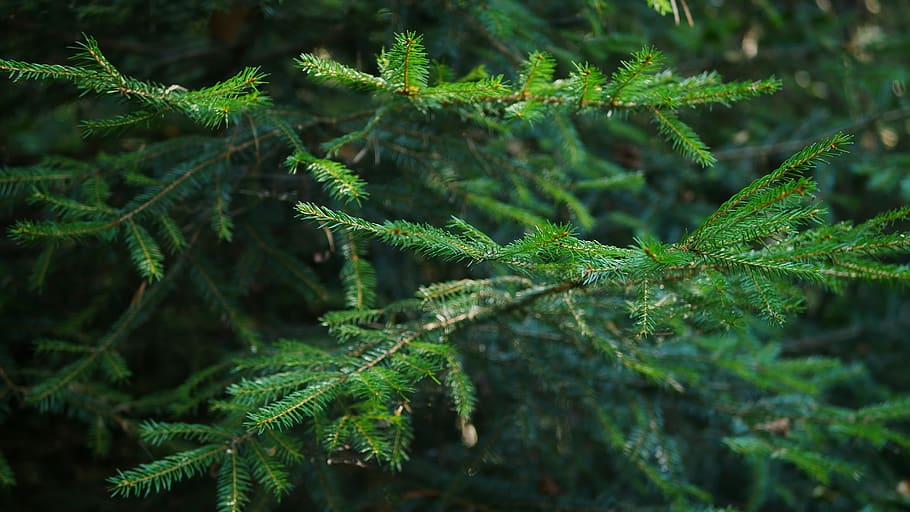 fir, tree, forest, nature, green, branch, needles, pines, plant HD wallpaper