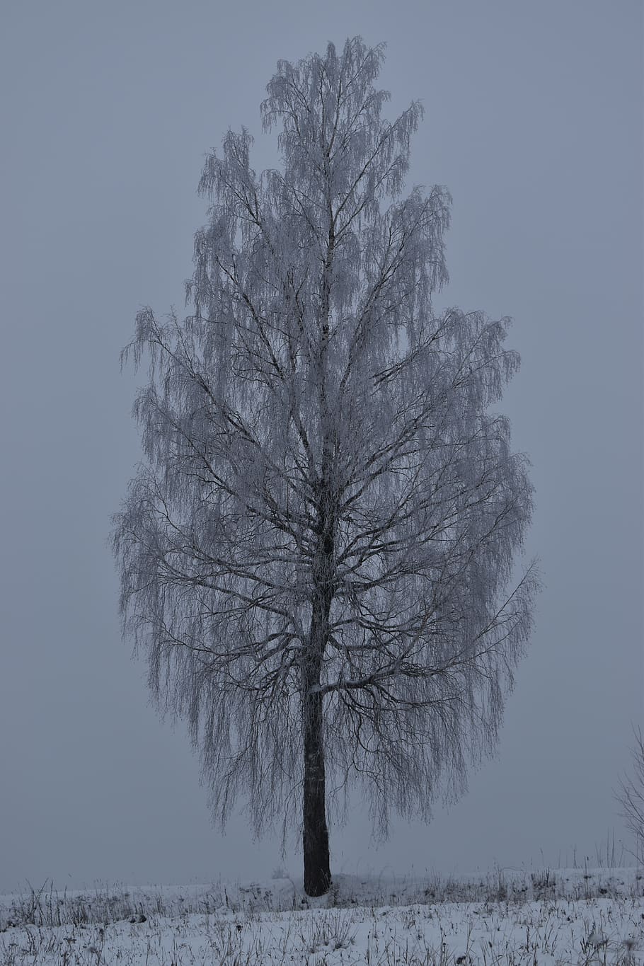 tree, winter, snow, nature, landscape, cold, white, wintry HD wallpaper