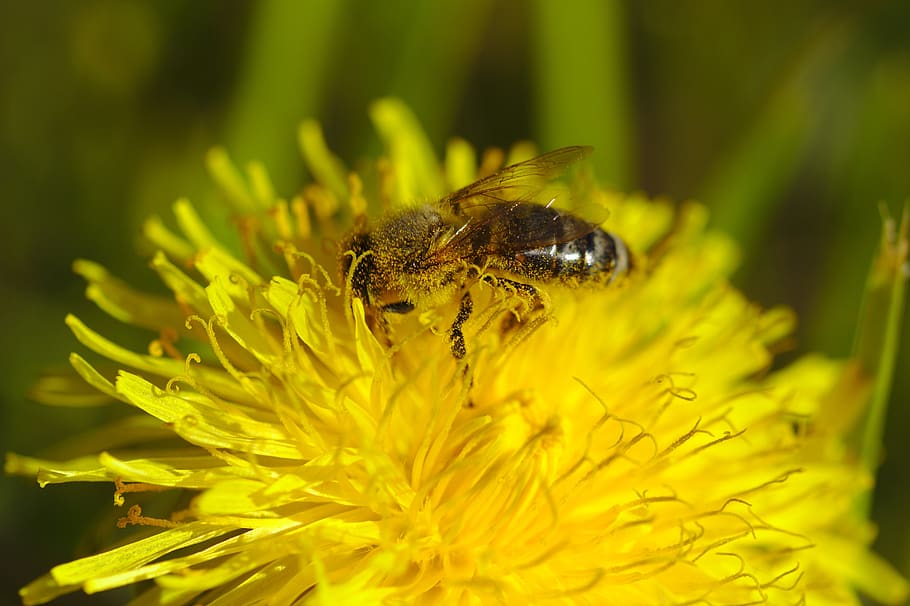bee, flower, yellow, insect, nature, pollen, almost, summer HD wallpaper