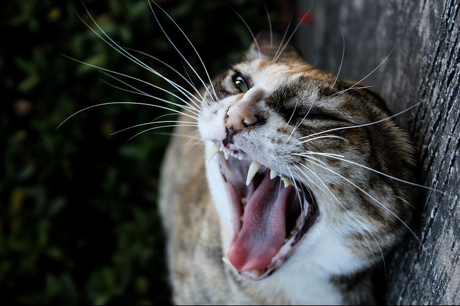 cat, jaws, teeth, wild, animals, mammal, nature, whiskers, meow HD wallpaper