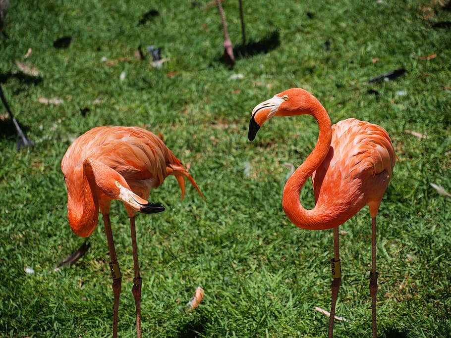 flamenco, rosa, bird, animal themes, animal wildlife, flamingo HD wallpaper