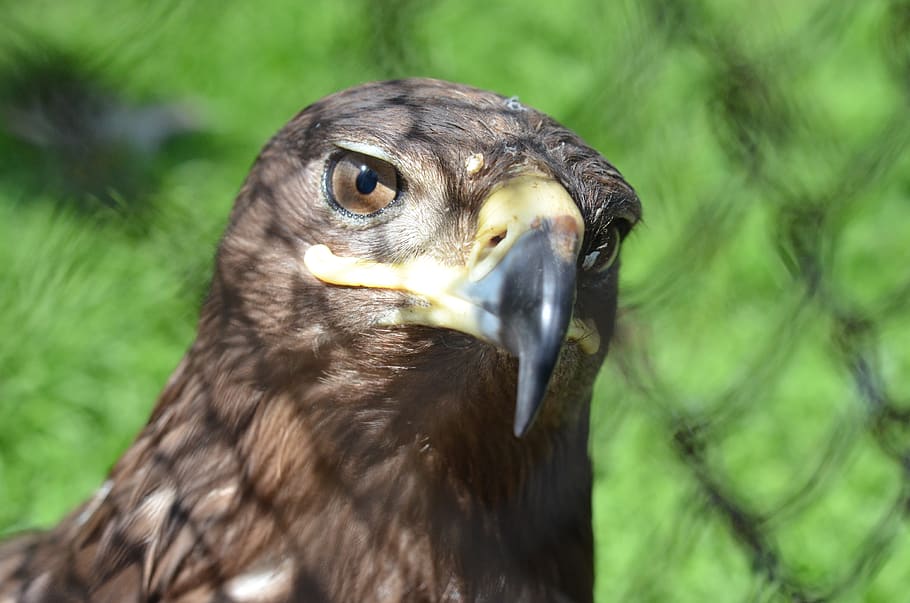 bird, zoo, predator, eagle, one animal, animal themes, animal wildlife HD wallpaper
