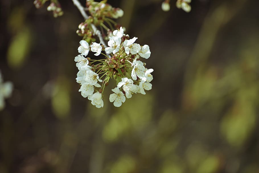 flower, blossom, spring, white, bloom, botany, petals, flora HD wallpaper
