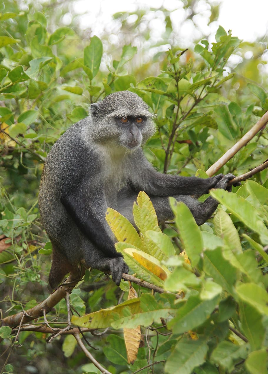 blue monkey, zanzibar, nature, island, africa, animal, animal wildlife HD wallpaper