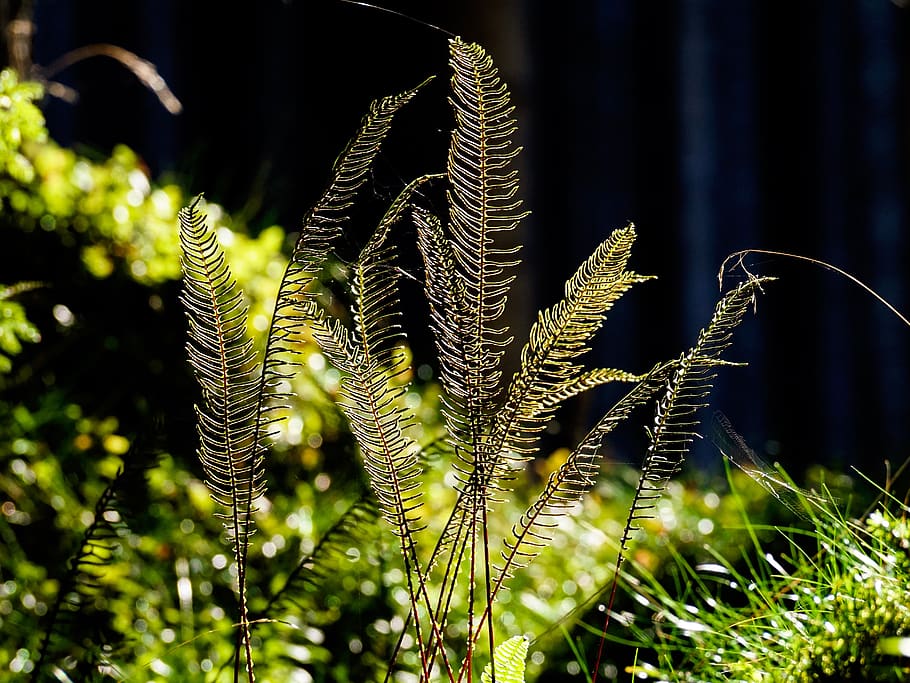 fern, forest, lighting, magic, atmosphere, fairytale, shining HD wallpaper