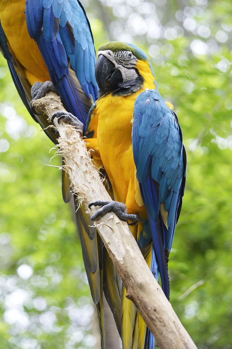 parrot, macaw, blue, yellow, ecuador, guayaquil, park historical HD wallpaper