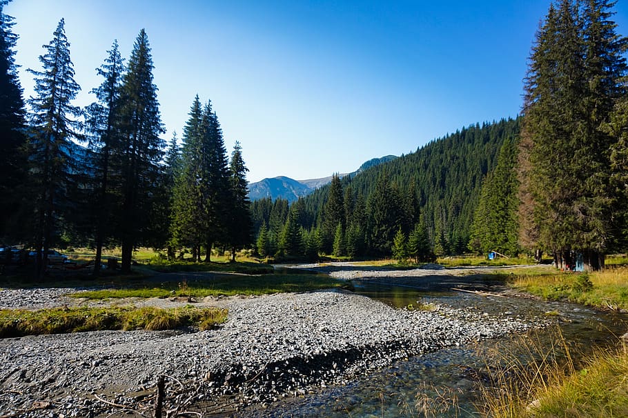 River In Between Pine Trees , conifer, forest, scenic, water HD wallpaper