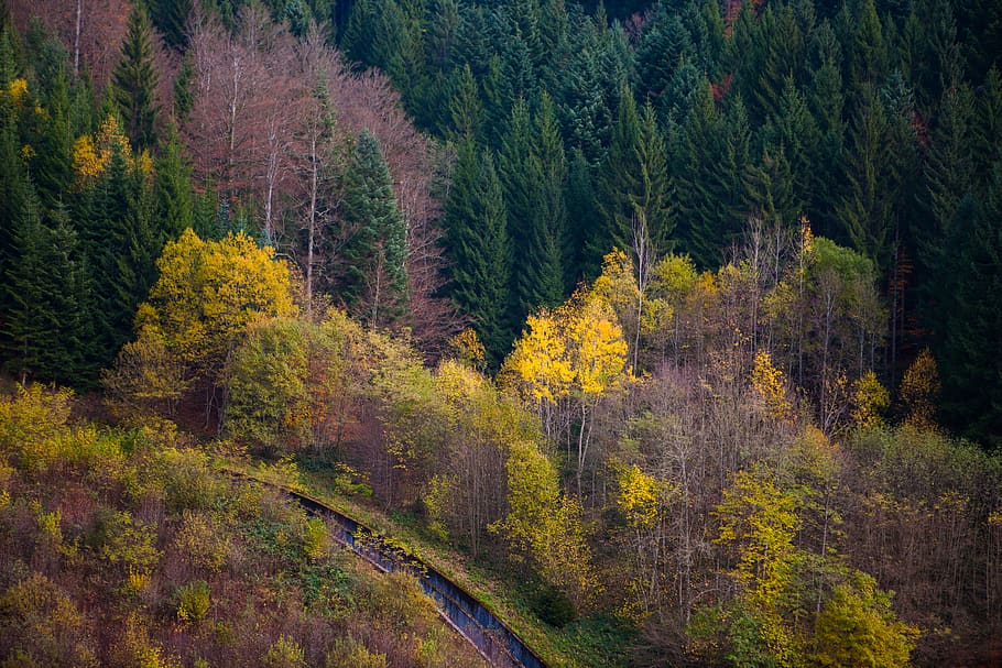 germany, trees, forest, hills, autumn, plant, beauty in nature HD wallpaper