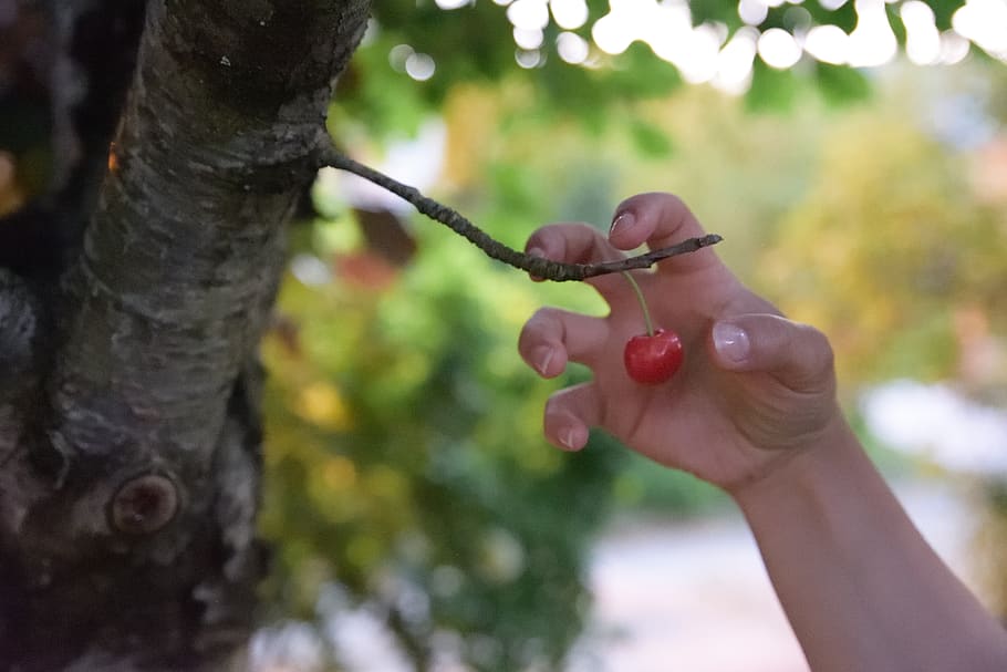 cherry, hand, single, tree, grabbing, last, human hand, human body part HD wallpaper