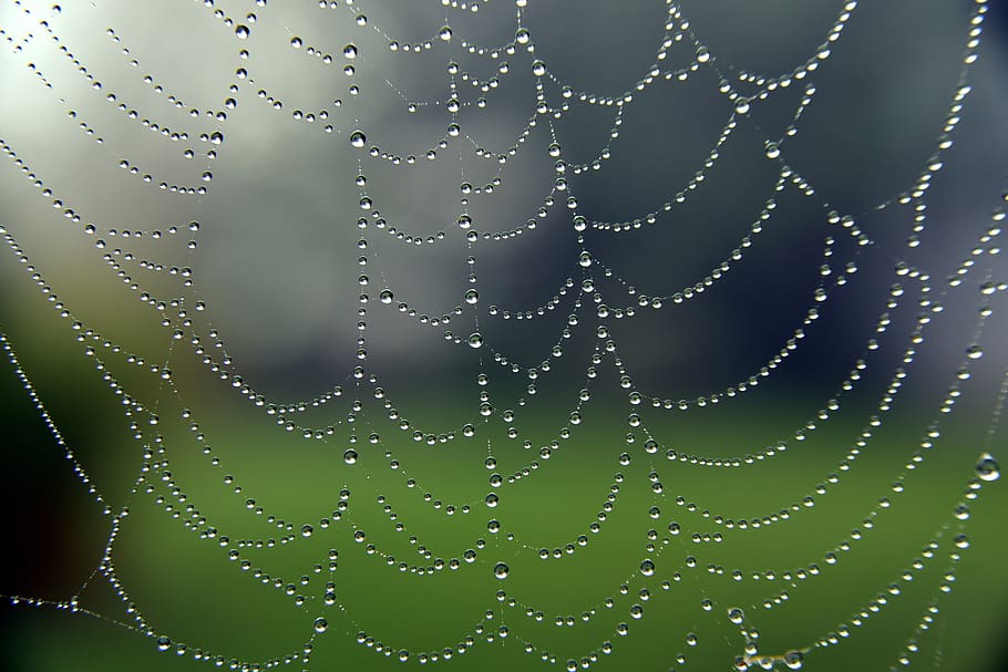 cobweb, close up, nature, macro, spin threads, morgentau, spider webs HD wallpaper