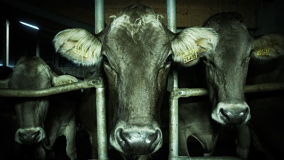 three black water buffalo inside cage, germany, rettenberg, animal HD wallpaper