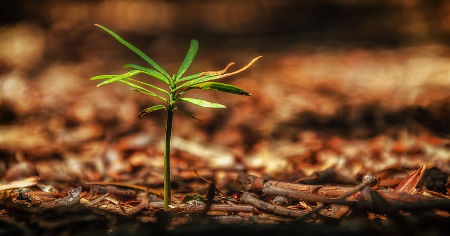 sapling, growth, brown, green, nature, natural, forest, plant HD wallpaper