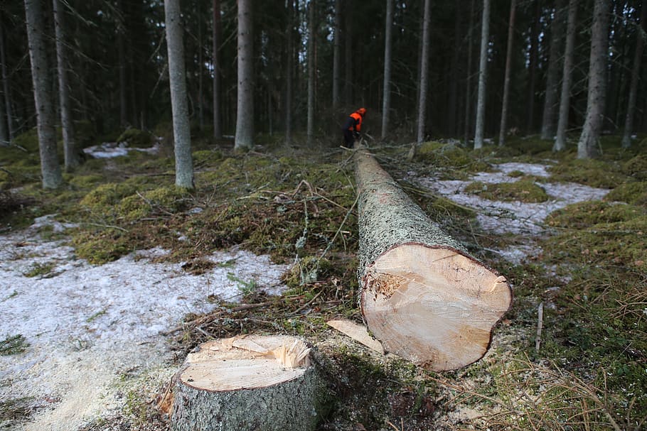 forest, tree, logs, six, collection, logger, spring winter